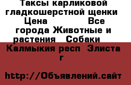 Таксы карликовой гладкошерстной щенки › Цена ­ 20 000 - Все города Животные и растения » Собаки   . Калмыкия респ.,Элиста г.